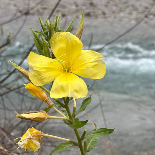 Yellow evening primrose flower opening softly by the water, a calm symbol of midlife support.